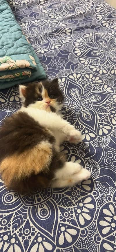 Cat | Persian | kittens |  Blue eyes | Kitty O348O163O63 WA^⁠_⁠^