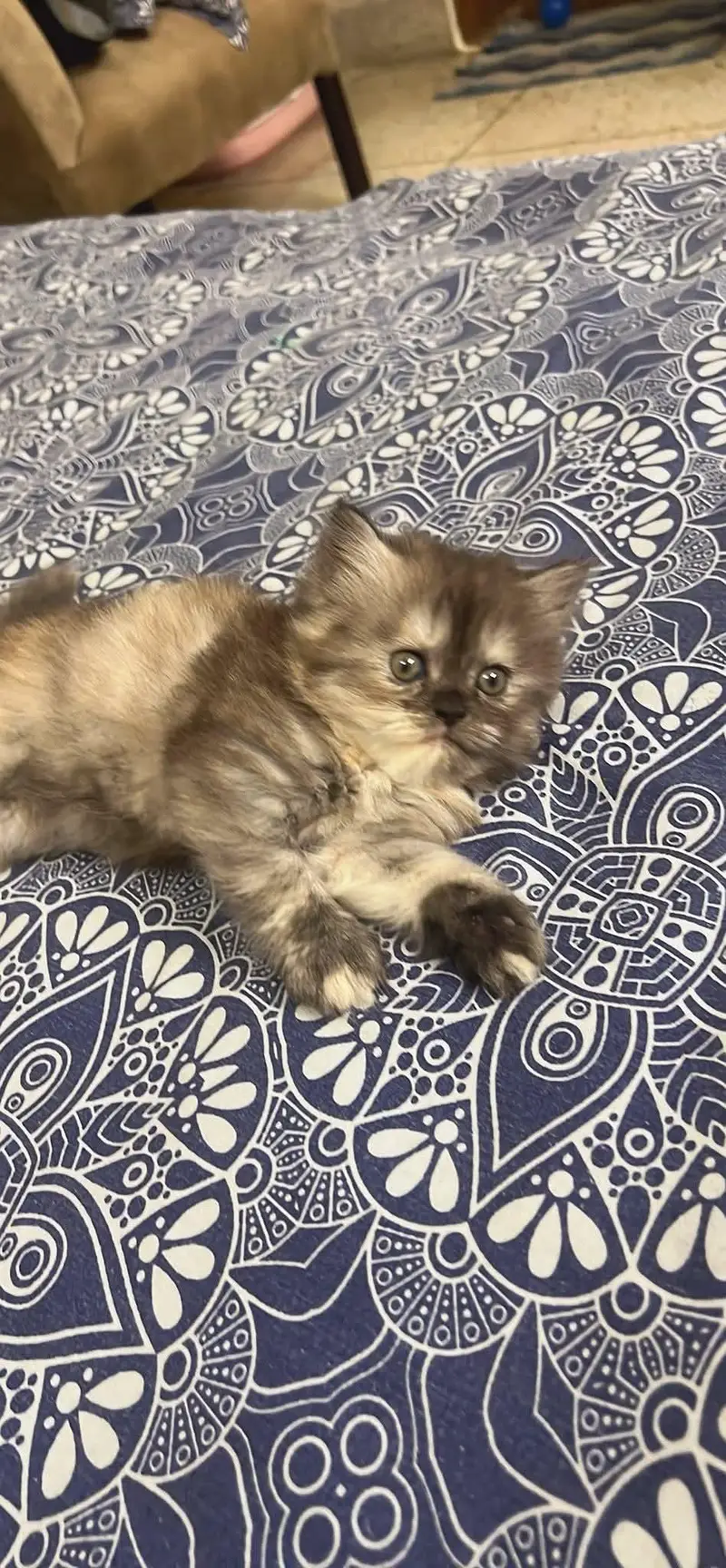 Cats | Persian | kittens |  Blue Eyes| 3 kot | O34O48 26 941| WA^⁠_⁠^ — photo 3