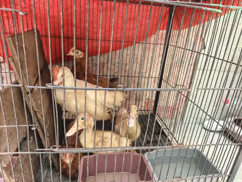 Dasi murgy or murgiya or duck — photo 2