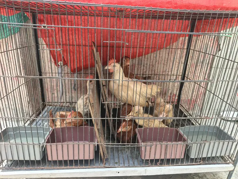 Dasi murgy or murgiya or duck — photo 3