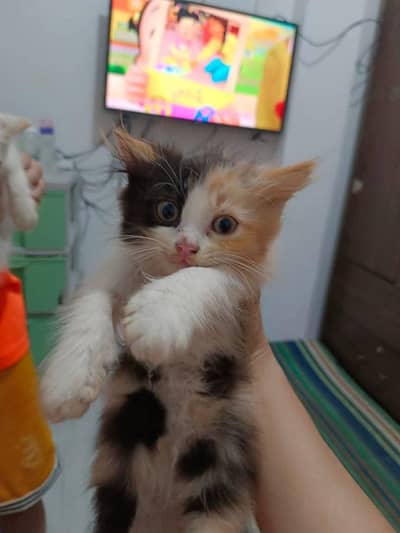 Cats | Persian | kittens |  Blue Eyes| 3 kot | O34O48 26 941| WA^⁠_⁠^