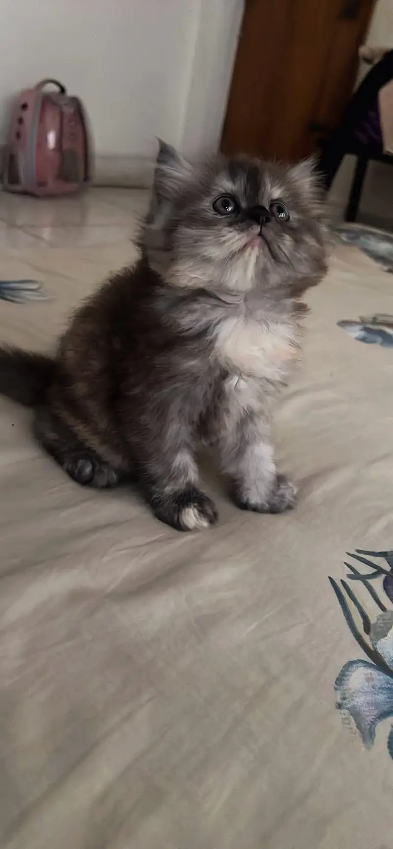 Cats | Persian | kittens |  Blue Eyes| 3 kot | O34O48 26 941| WA^⁠_⁠^ — photo 2