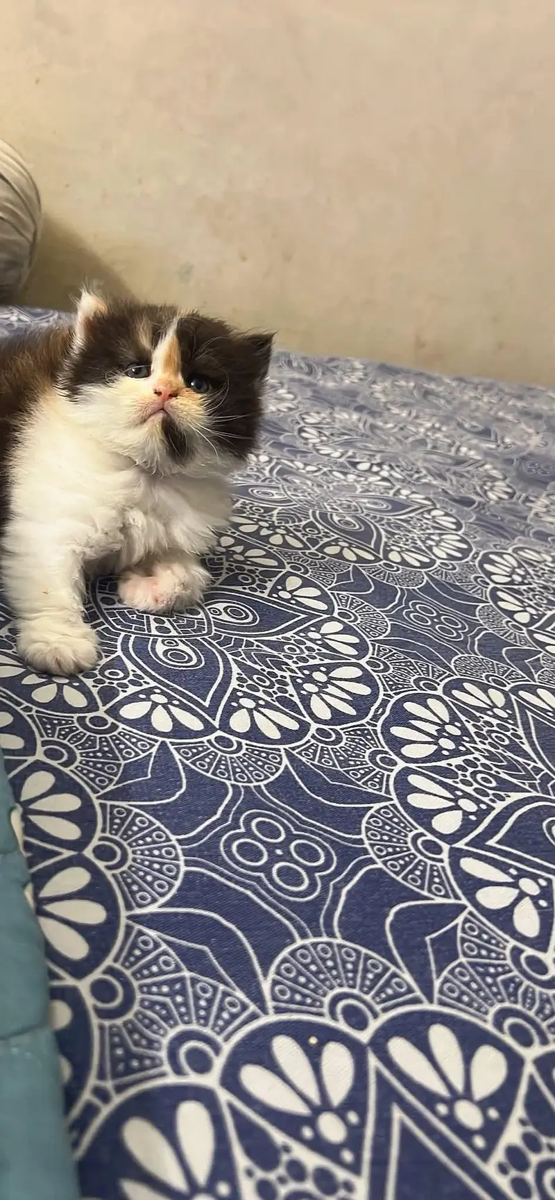 Cats | Persian | kittens |  Blue Eyes| 3 kot | O34O48 26 941| WA^⁠_⁠^ — photo 3