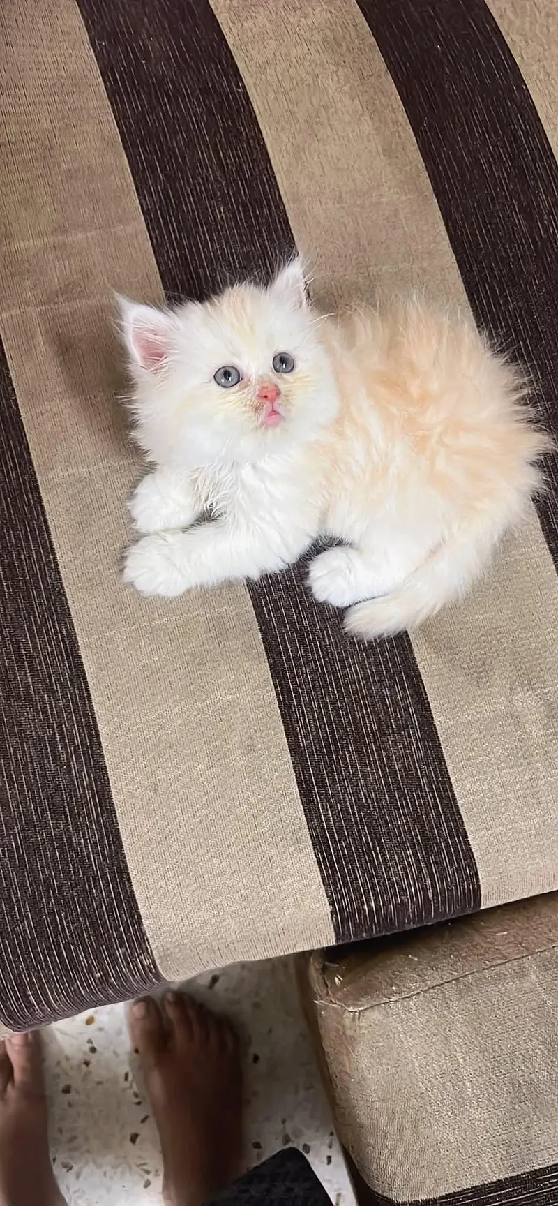 Cats | Persian | kittens |  Blue Eyes| 3 kot | O34O48 26 941| WA^⁠_⁠^ — photo 4