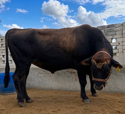 Powerful Jersey Bull | Breeding Bull | High Pedigree