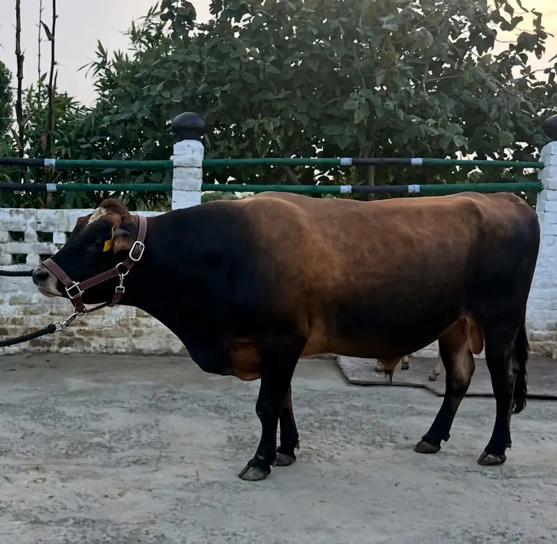Powerful Jersey Bull | Breeding Bull | High Pedigree — photo 2