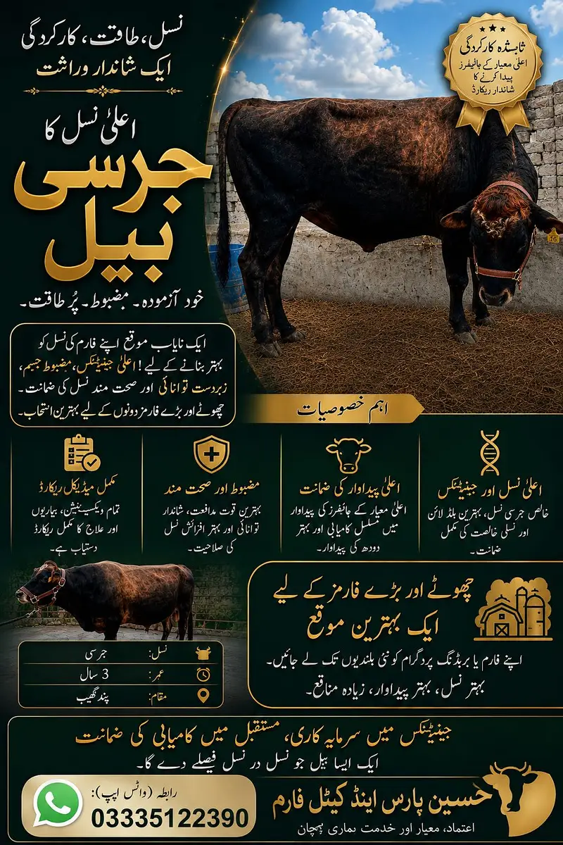 Powerful Jersey Bull | Breeding Bull | High Pedigree — photo 3