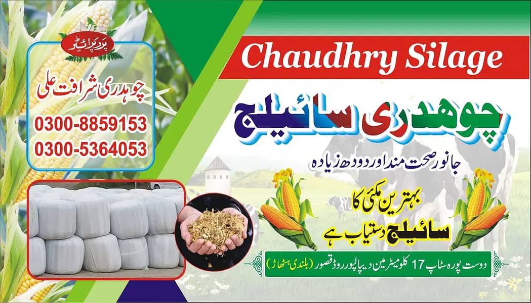 Silage/Corn Silage چوہدری سائیلج 5