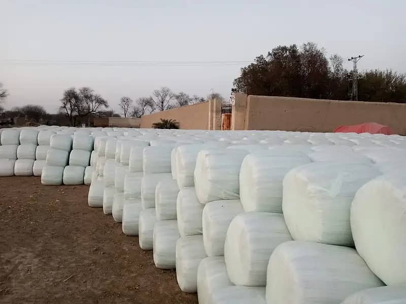 Silage/Corn Silage چوہدری سائیلج 6