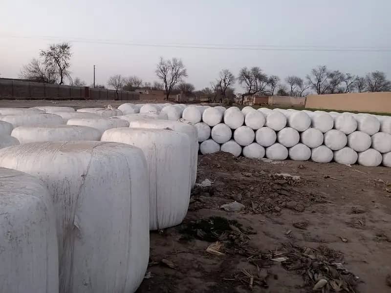 Silage/Corn Silage چوہدری سائیلج 7