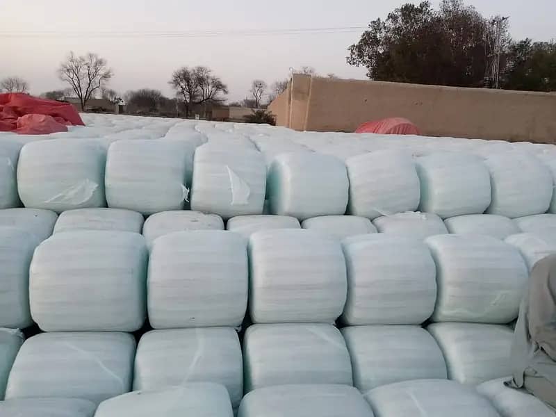 Silage/Corn Silage چوہدری سائیلج 8