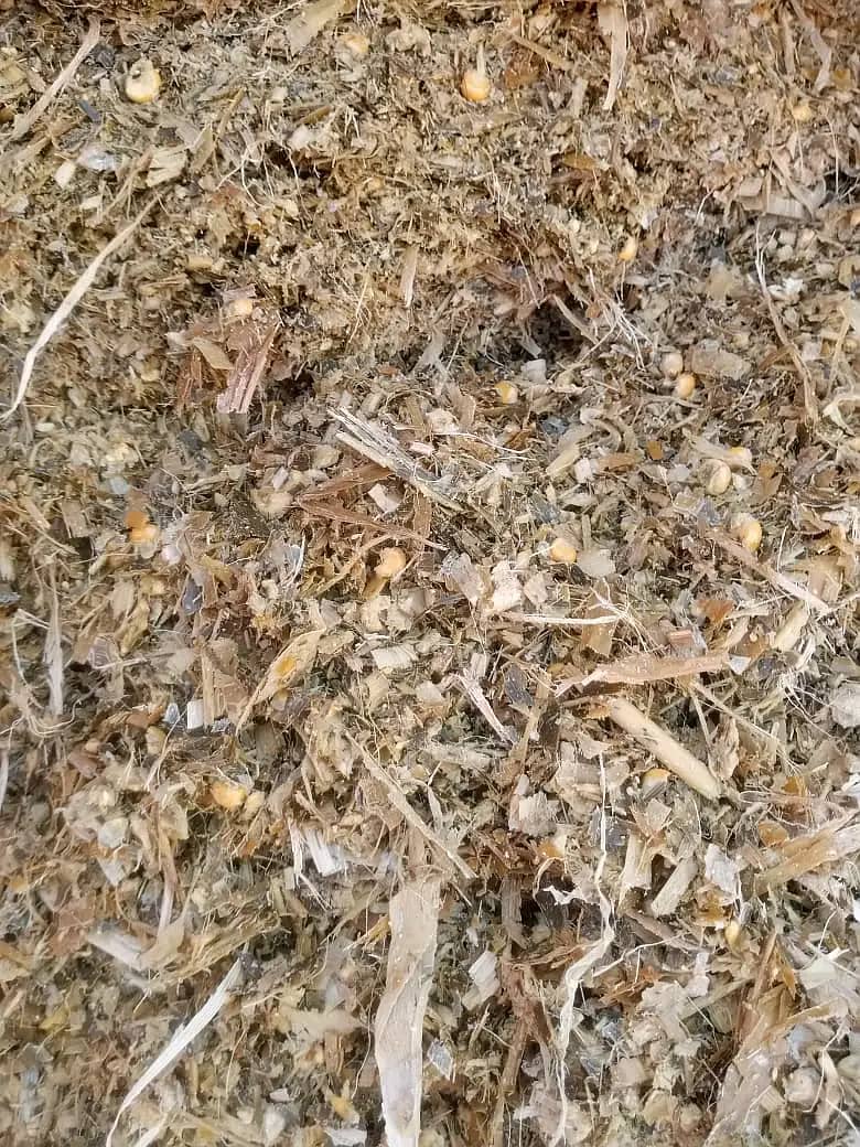 Silage/Corn Silage چوہدری سائیلج 9