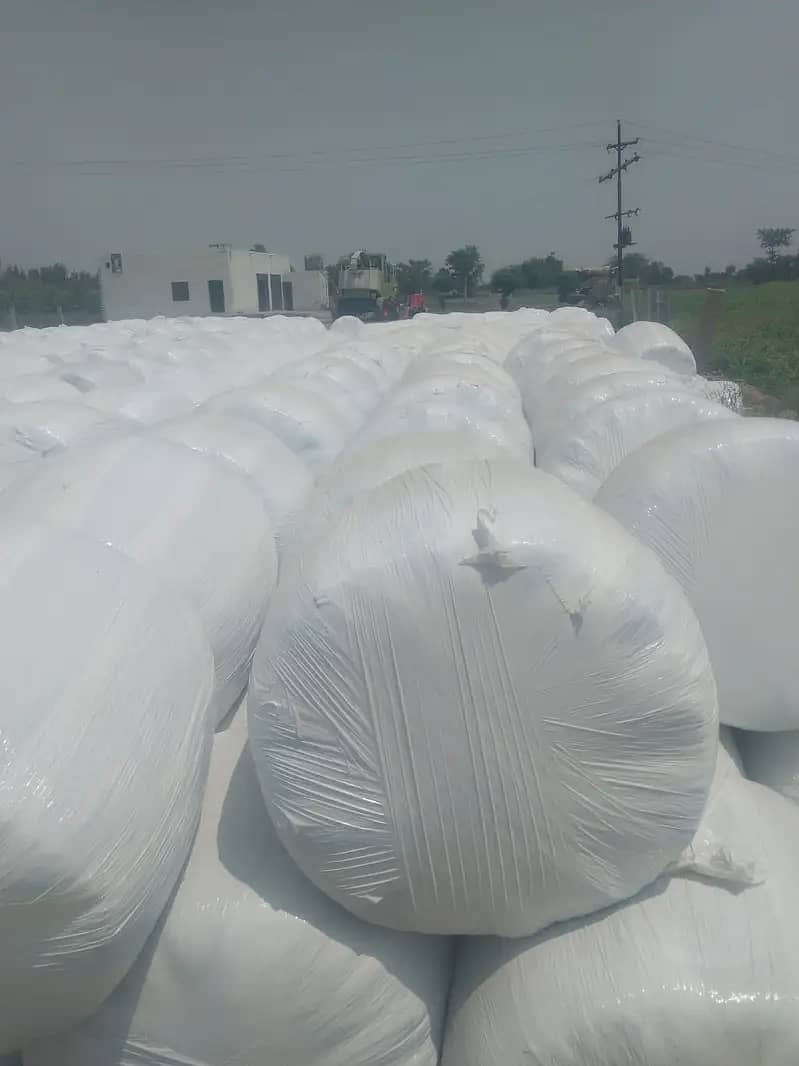 Silage/Corn Silage چوہدری سائیلج 12