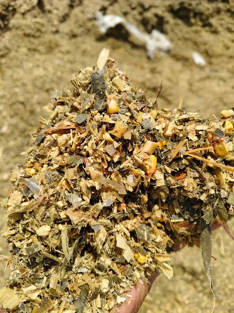 Silage/Corn Silage چوہدری سائیلج 14