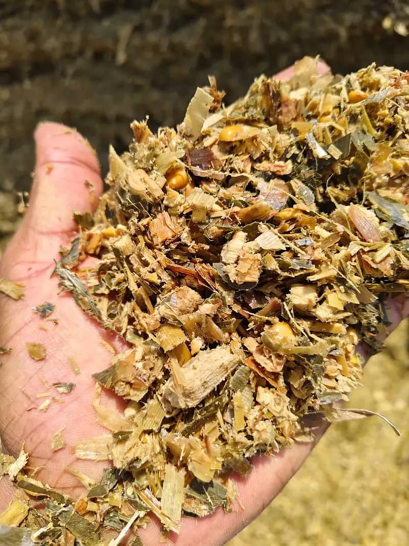 Silage/Corn Silage چوہدری سائیلج 15