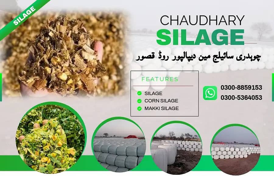 Silage/Corn Silage چوہدری سائیلج 17