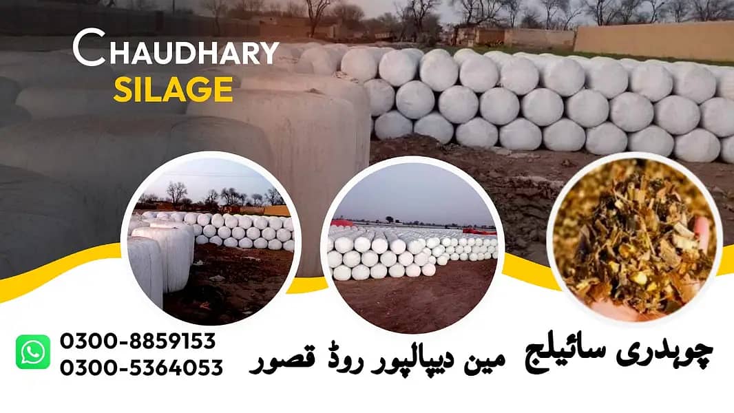 Silage/Corn Silage چوہدری سائیلج 18