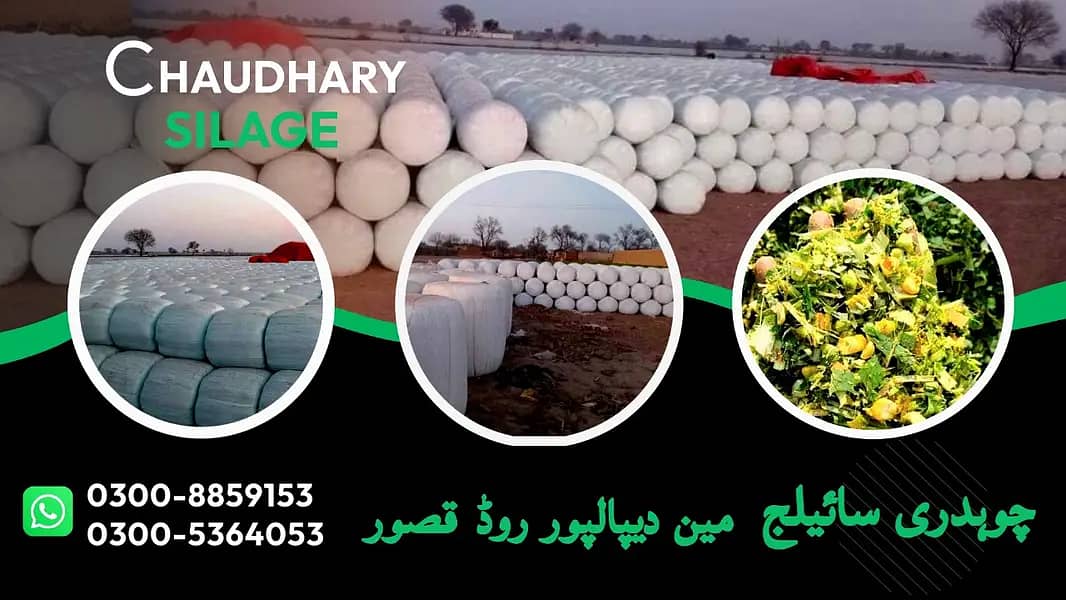 Silage/Corn Silage چوہدری سائیلج 19