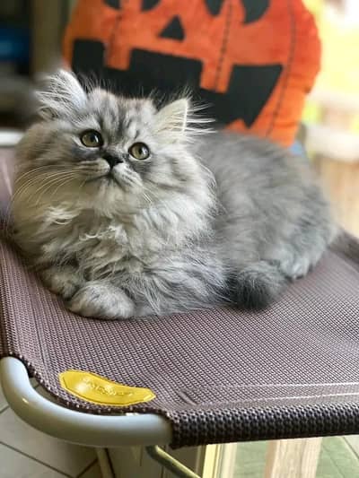 Cats | Persian | kittens |  Blue Eyes| 3 kot | O34O48 26 941| WA^⁠_⁠^