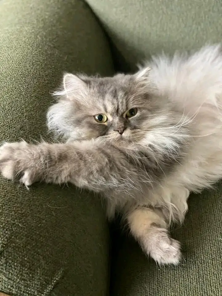 Cats | Persian | kittens |  Blue Eyes| 3 kot | O34O48 26 941| WA^⁠_⁠^ — photo 2