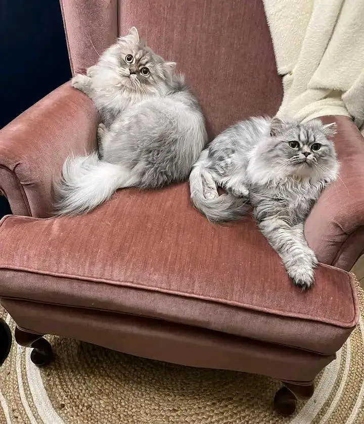 Cats | Persian | kittens |  Blue Eyes| 3 kot | O34O48 26 941| WA^⁠_⁠^ — photo 3