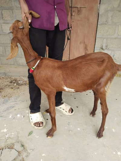 Bakri For Sell