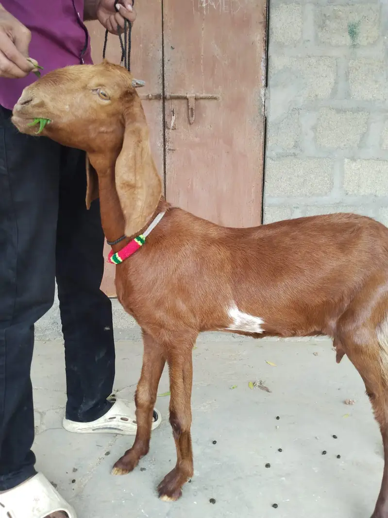 Bakri For Sell — photo 2