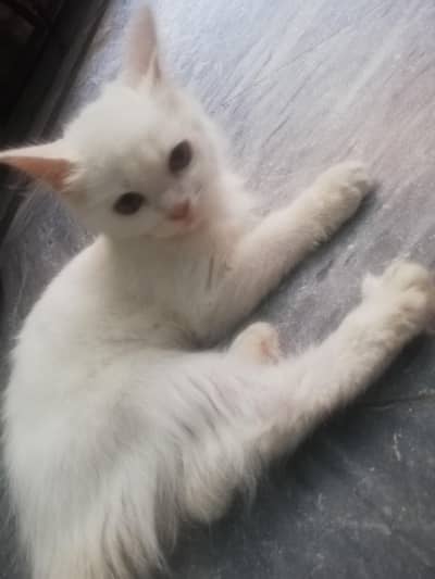 urgent for sale