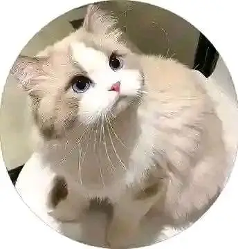 Cats | Persian | kittens |  Blue Eyes| 3 kot | O34O48 26 941| WA^⁠_⁠^ — photo 2