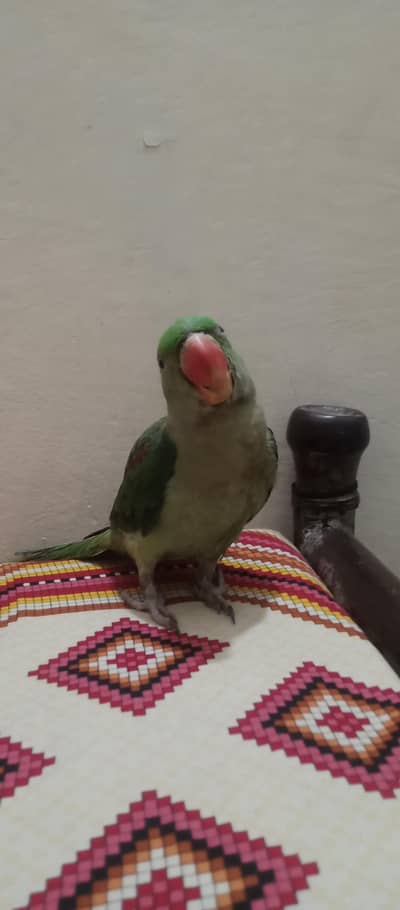 Raw parrot