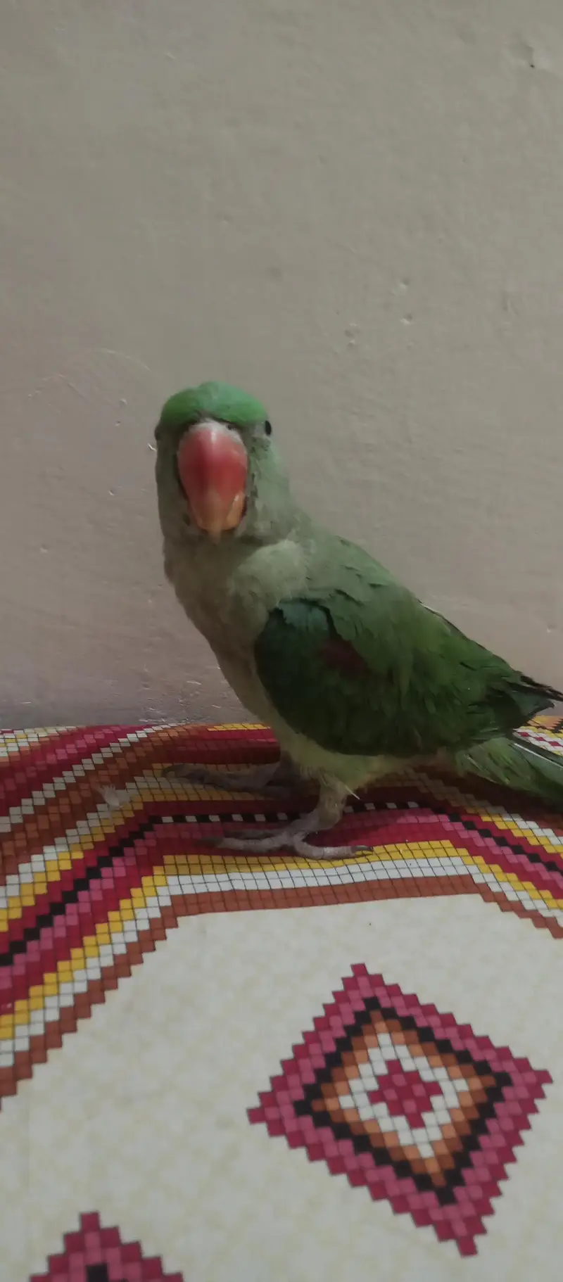 Raw parrot — photo 2