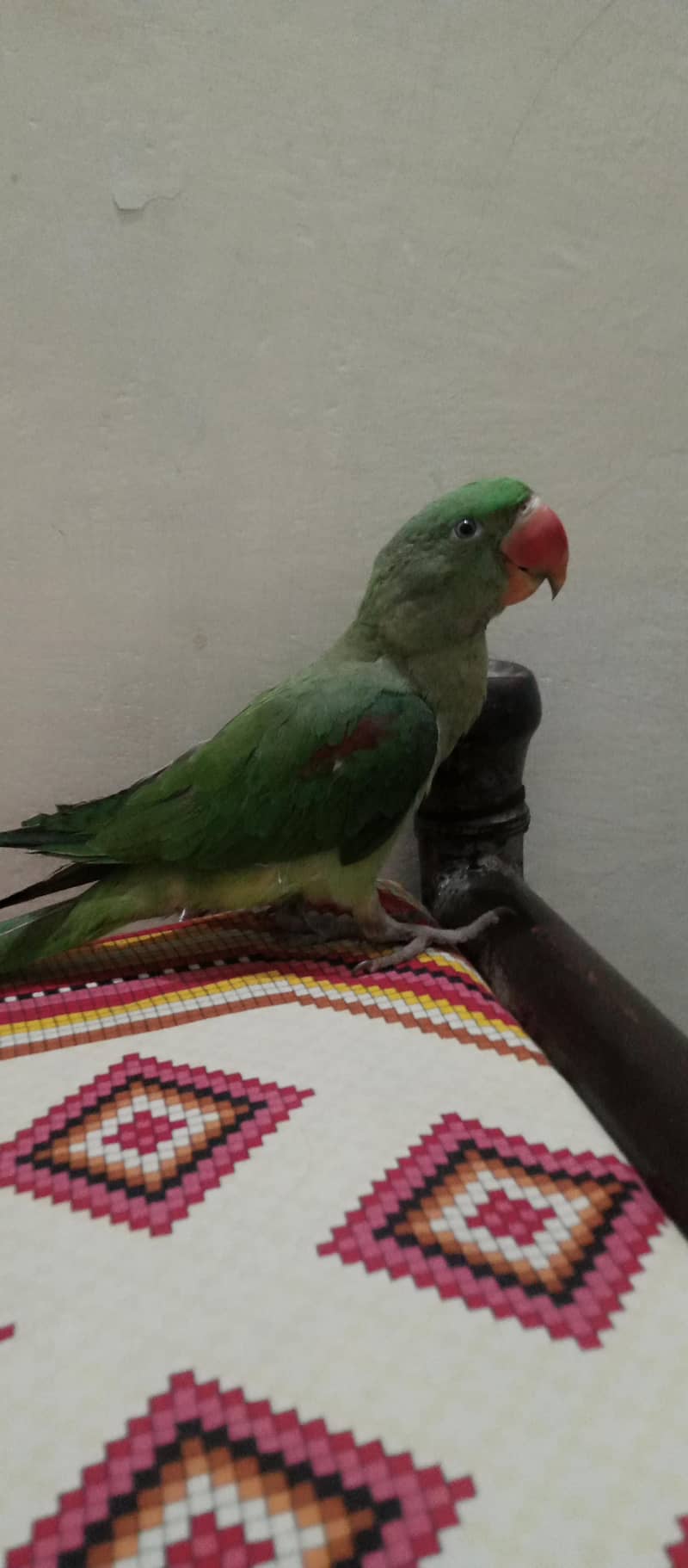 Raw parrot 2