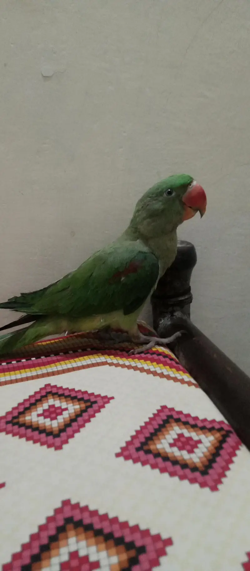 Raw parrot — photo 3
