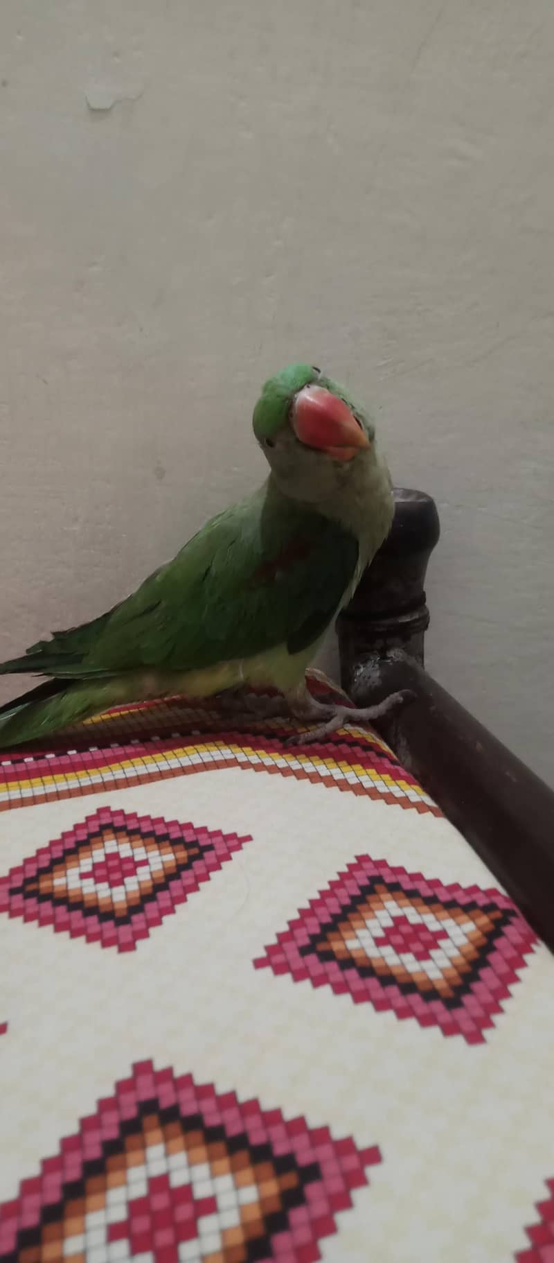 Raw parrot 3