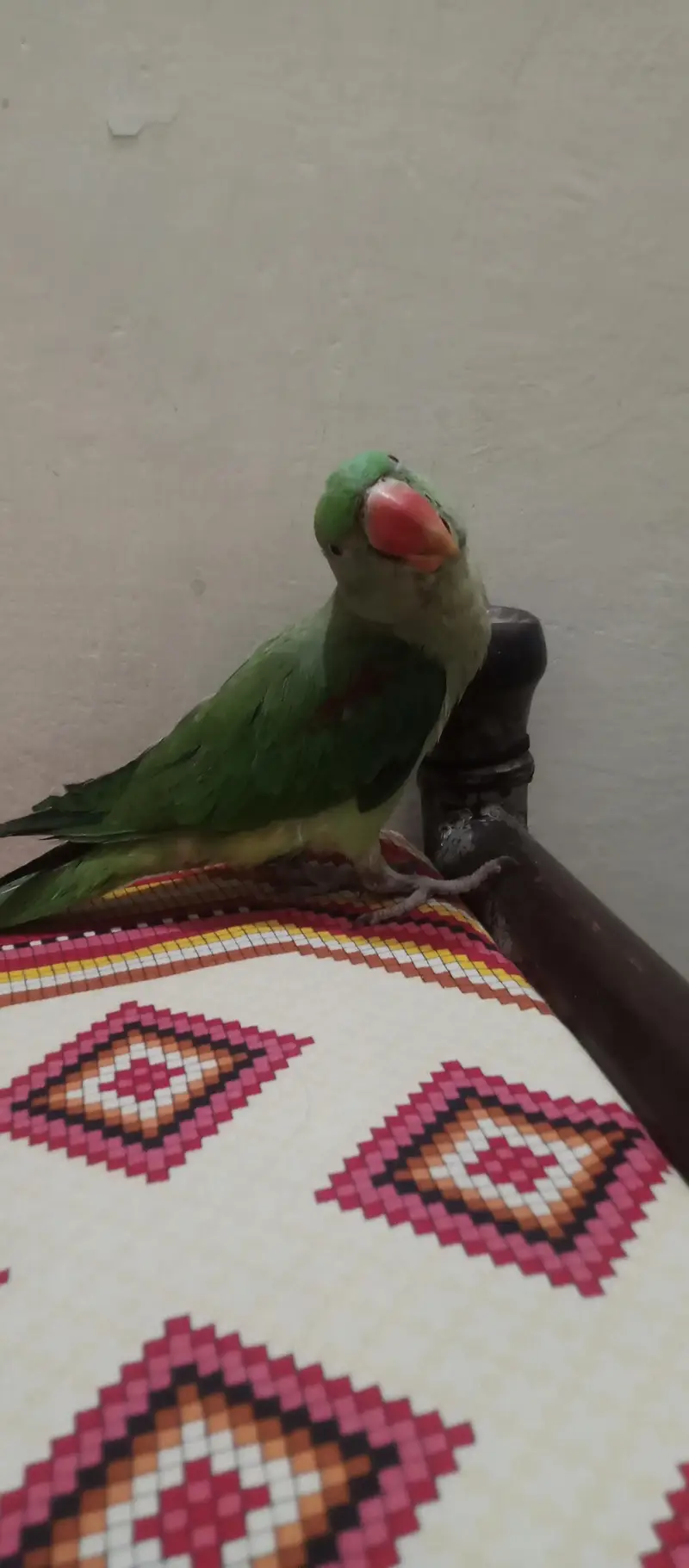 Raw parrot — photo 4