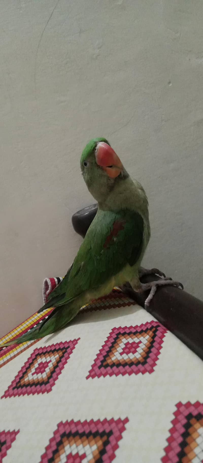 Raw parrot 4