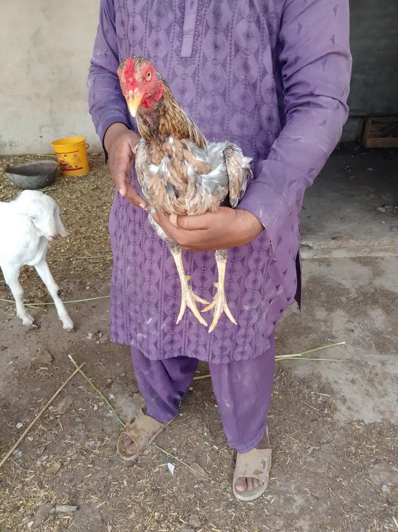High quality Aseel pattha muzbot NOK jor — photo 4