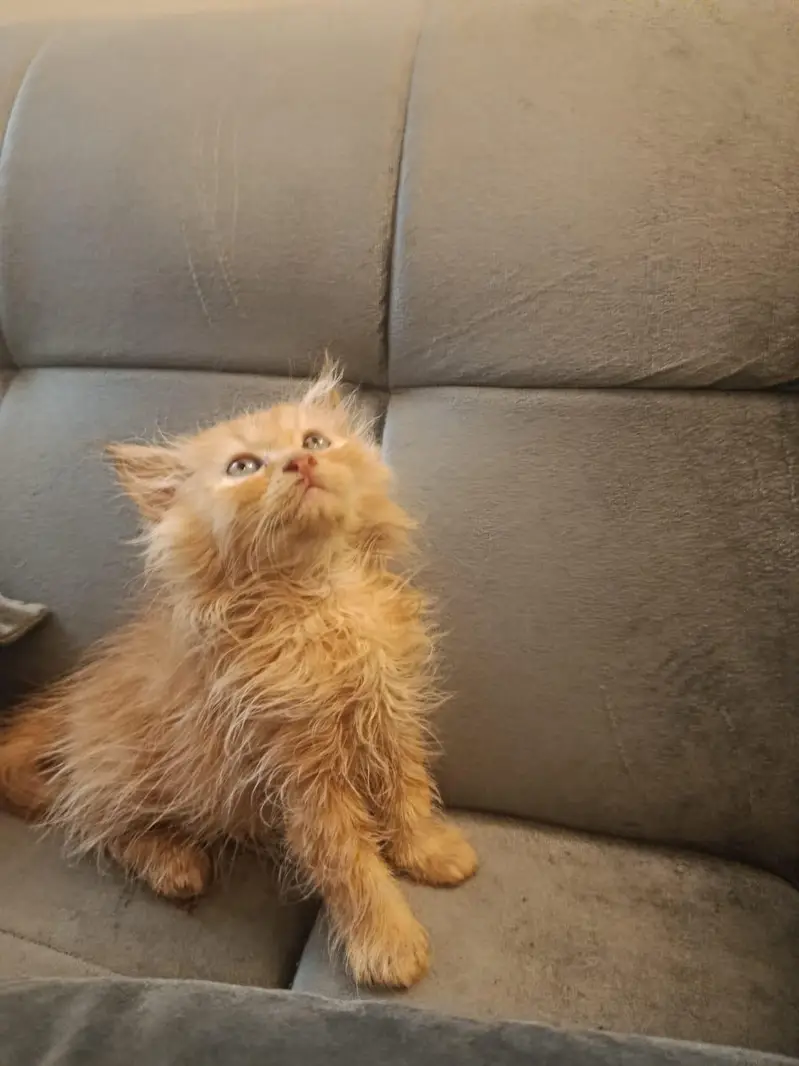 Tbbby nd ginger kitten — photo 3