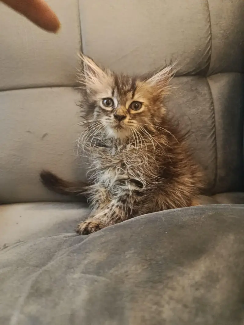 Tbbby nd ginger kitten — photo 7