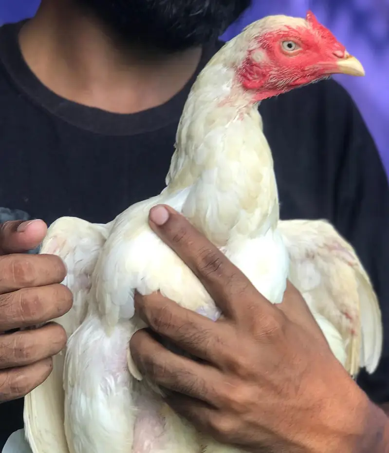 paper white female eggs da rhi ha — photo 2