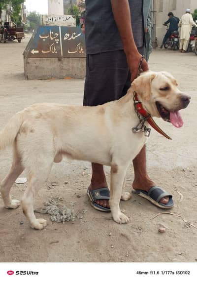 Labrador