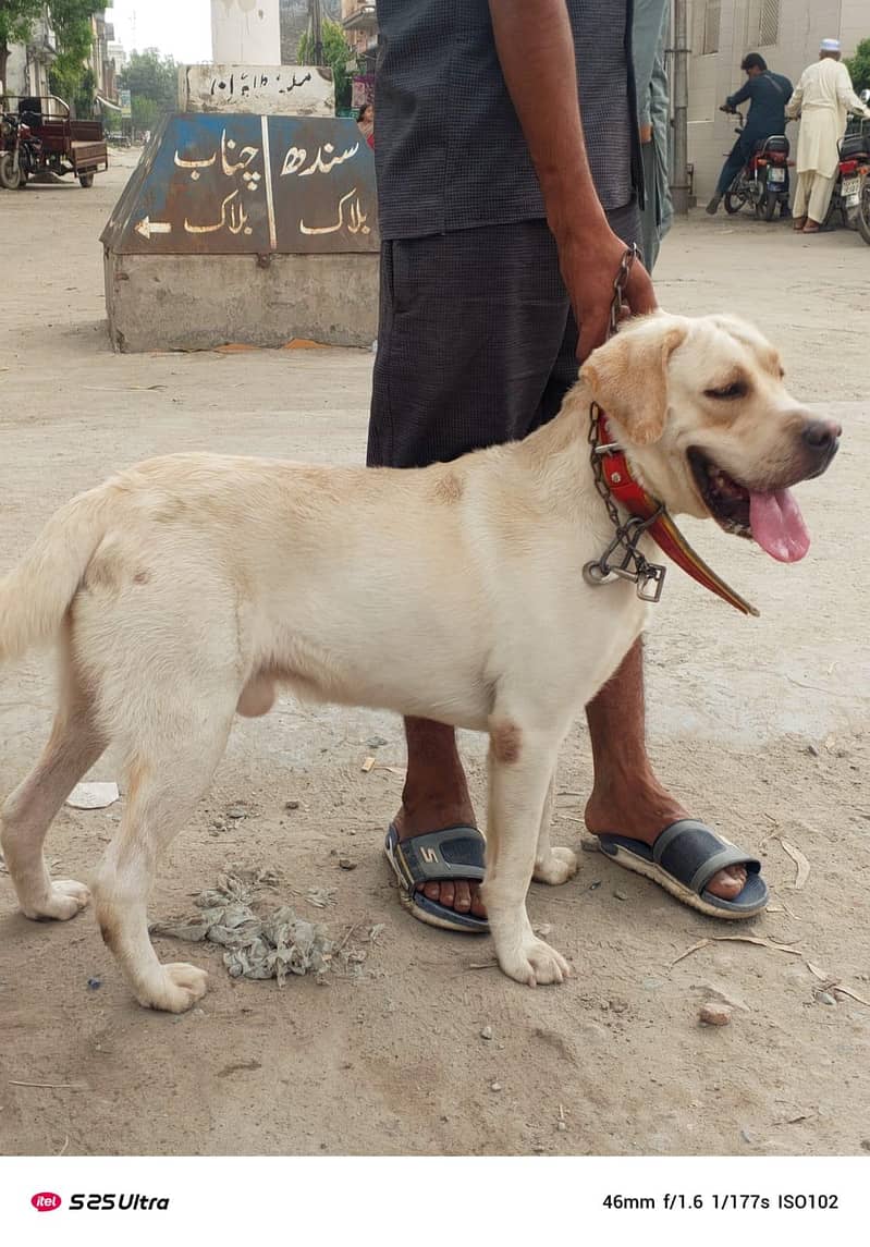 Labrador 0