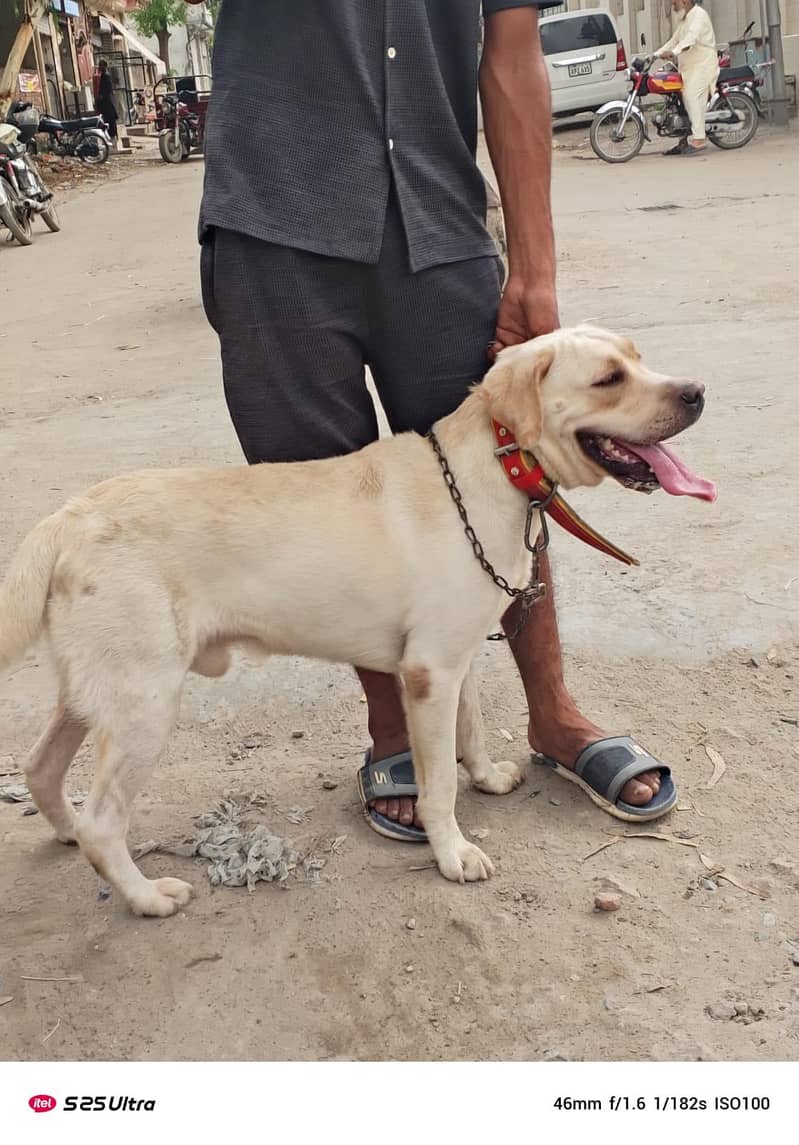 Labrador 1