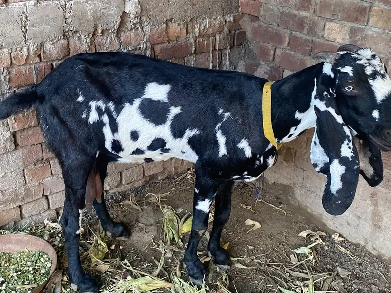 pure desi ghaban bakri 20 din bad su peray ghee — photo 2