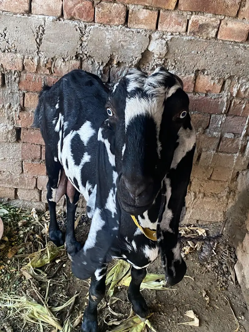pure desi ghaban bakri 20 din bad su peray ghee — photo 4