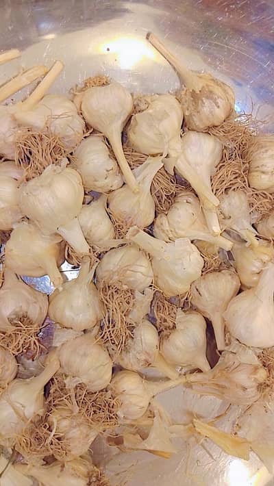 60  Mann desi lasan for sale_ sialkot
