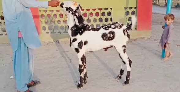 bakra for sale call me 03225280183