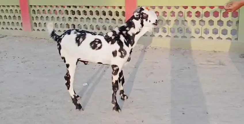 bakra for sale call me 03225280183 — photo 2