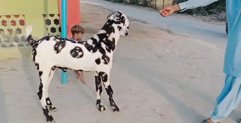 bakra for sale call me 03225280183 — photo 3
