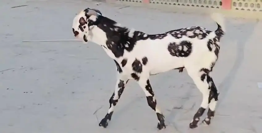 bakra for sale call me 03225280183 — photo 4